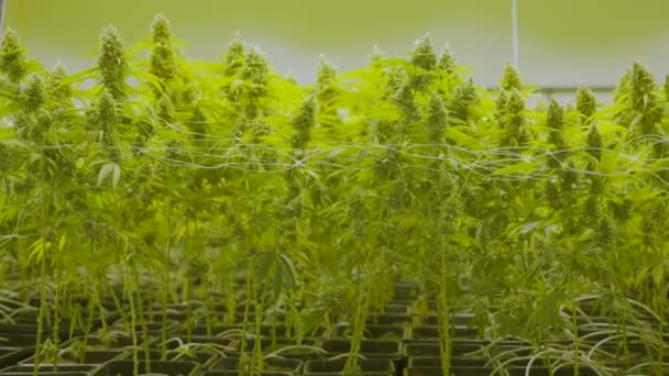 保育園で成長している複数の背の高い大麻植物のうちドリー — ストック動画
