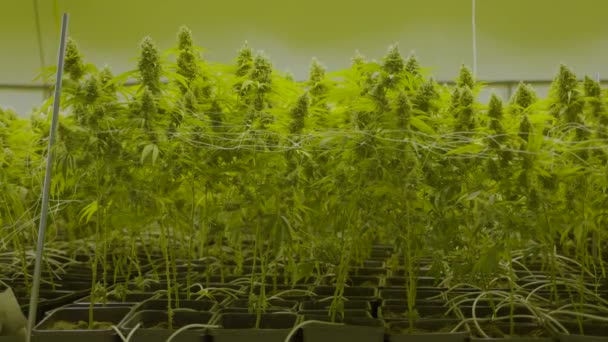 Slowmotion Dolly Large Cannabis Plants Growing Nursery — Vídeo de stock