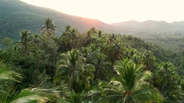 Tayland Daki Palmiye Ağaçlarıyla Dolu Dağlardaki Tropikal Yağmur Ormanlarının Üzerinden — Stok video