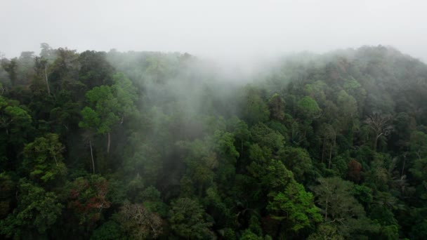 Morning Mist Passing Trees Canopy Rainforest Tropical Jungle Thailand — Wideo stockowe