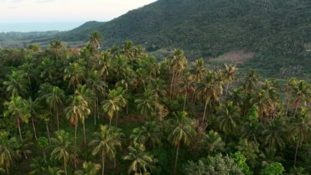 Palm Trees Rainforest Tropical Savanna Jungle Mountains Thailand — Stok video