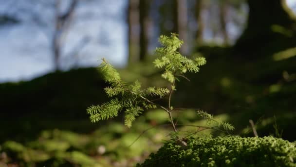 Small Bright Green Sapling Young Conifer Tree Grows Out Mossy — Vídeo de Stock