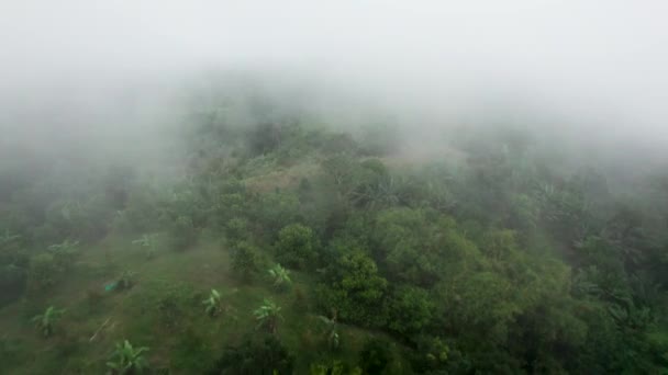 Dense Morning Mist Fog Rainforest Koh Samui Thailand — Stok video