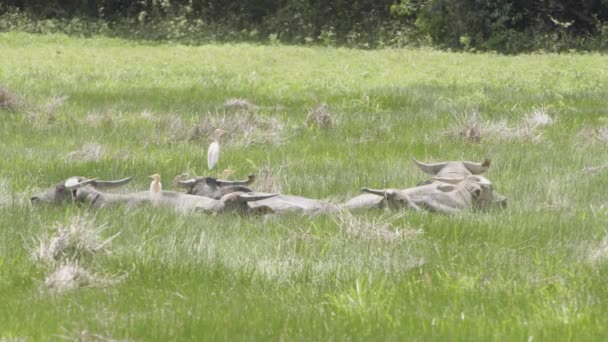 Petit Groupe Bovins Aigrette Reposant Sur Dos Buffles Relaxant Dans — Video