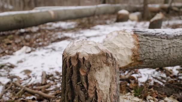 Tronco Árbol Recién Desgarrado Con Troncos Caídos Castor Canadiense — Vídeos de Stock