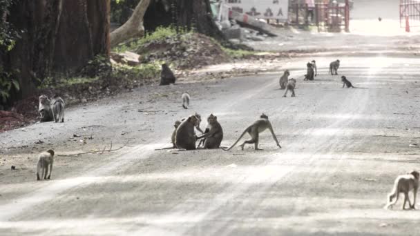 Una Tropa Monos Macacos Reunidos Jugando Borde Carretera Retroiluminados Desde — Vídeos de Stock
