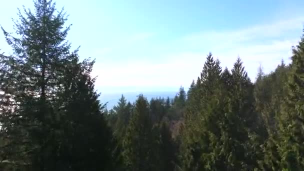 Cypress Dağı Ndan Pasifik Okyanusu Manzarası — Stok video