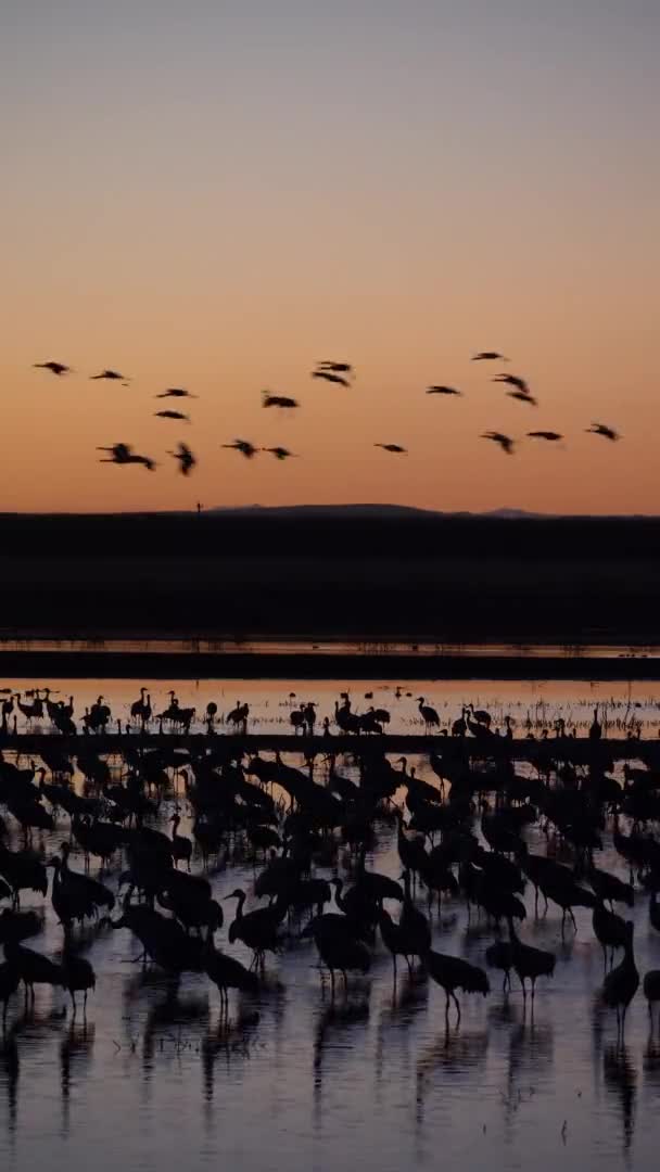 Vertical Shot Flock Swans Lake Golden Hour — Wideo stockowe