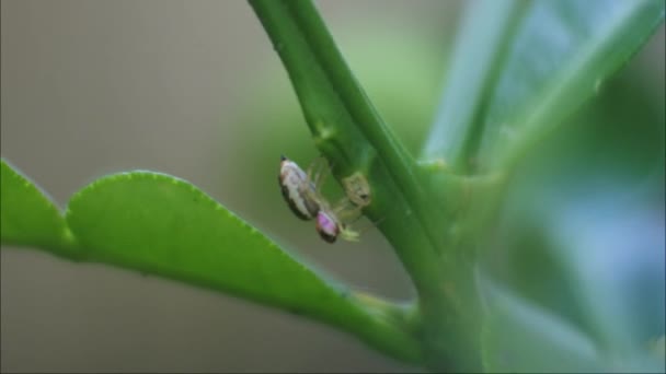 Spindel Videor Inspelningar Insekter Naturen — Stockvideo