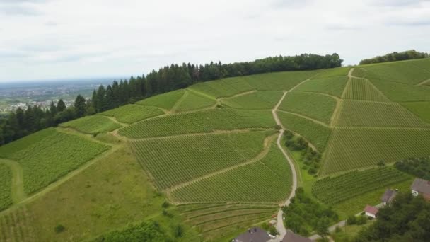 Aerial Orbit Wine Vineyard Terraces Green Hill Houses Surrounded Pine — Stock Video