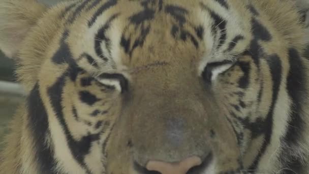 Ένα Κουρασμένο Κριθάρι Τίγρης Ανοίγει Μάτια Του Λόγω Της Έλλειψης — Αρχείο Βίντεο