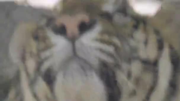 Wkurzony Tygrys Odmawia Kontynuowania Gry Będąc Kuszonym Przez Dozorcę Zoo — Wideo stockowe