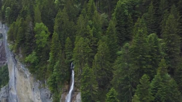 緑の鬱蒼とした松の森から空中がドリーアウトし Staubbachは昼間に急な岩場の崖を流れ落ちる Lauterbrunnen スイスアルプス — ストック動画