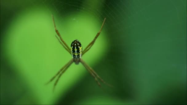Araña Web Videos Alta Definición Grabaciones Insectos Naturaleza — Vídeo de stock
