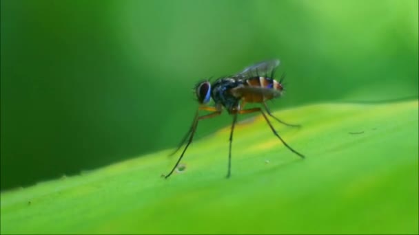 나뭇잎에 Polistes Nipponensis Saussure 자연계의 — 비디오