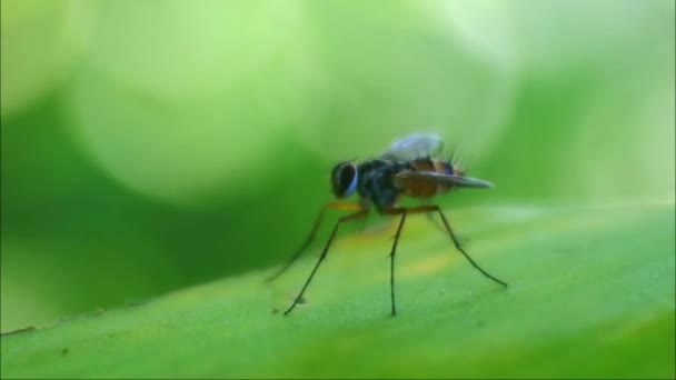 Guêpe Polistes Nipponensis Saussure Sur Les Feuilles Insectes Dans Nature — Video