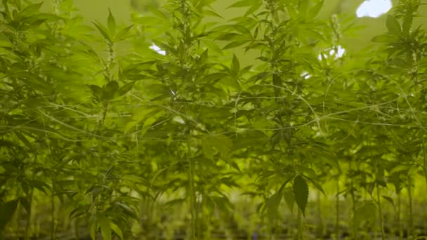 Low Angle Dolly Out Tall Cannabis Plants Nursery — Vídeo de Stock