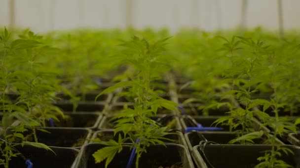 Dolly Small Cannabis Plant Nursery — ストック動画