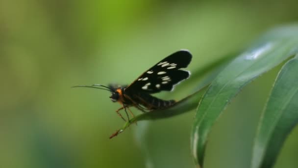 Μαύρη Πεταλούδα Σκαρφαλωμένη Στα Φύλλα Βίντεο Από Έντομο — Αρχείο Βίντεο