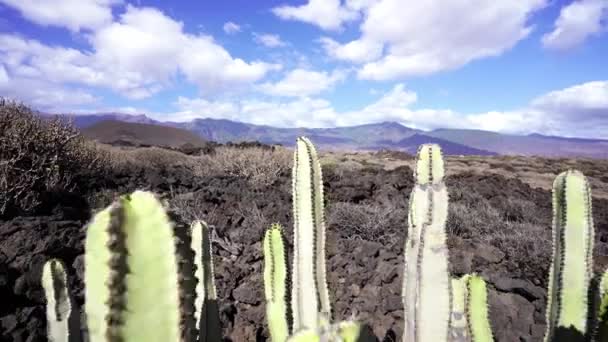 Arid Flóra Szárazság Tenerife Sivatag Spanyolország Alatt Kemény Nyarak — Stock videók