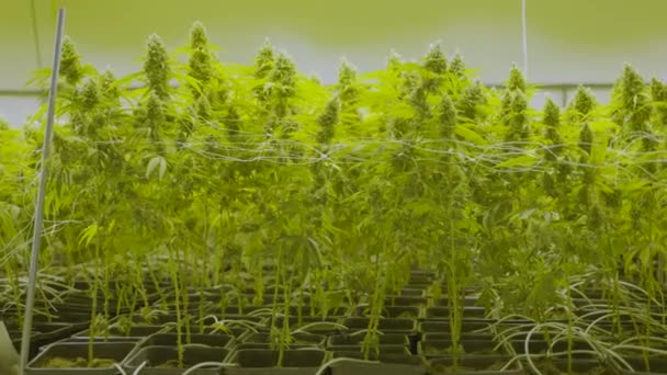 Medium Dolly Van Grote Cannabisplanten Die Groeien Een Kwekerij — Stockvideo