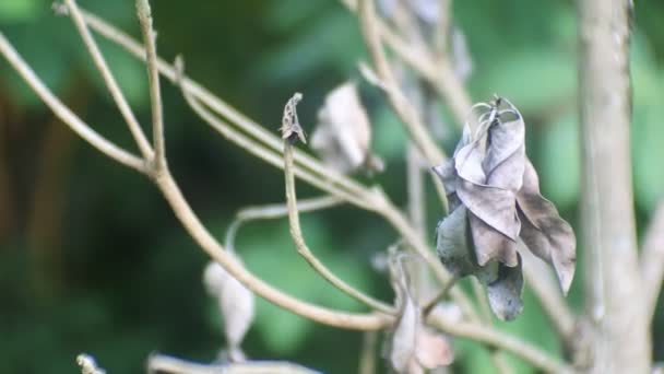 Ξερά Φύλλα Σαπωνόδεντρα Τηγανιτά Βλαστάρια Αφυδάτωση Φυτών Λόγω Ξηρασίας Νερού — Αρχείο Βίντεο