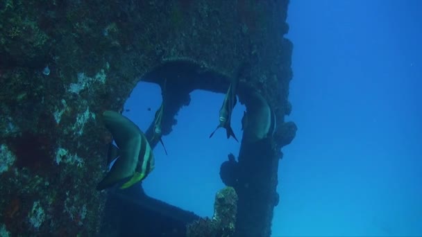 深い青色の海で難破船を泳いでいるバットフィッシュ — ストック動画
