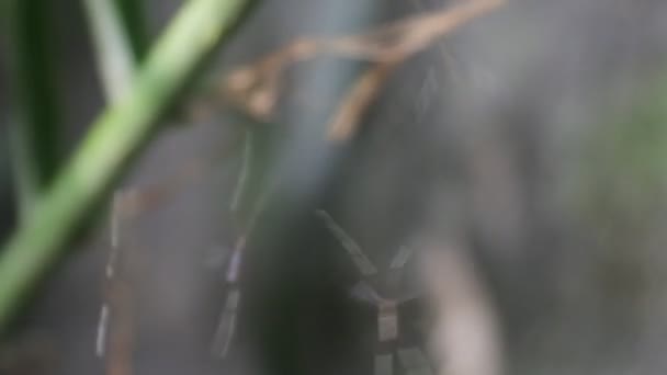 Küçük Örümcek Rüzgarda Ileri Geri Hareket Eder — Stok video