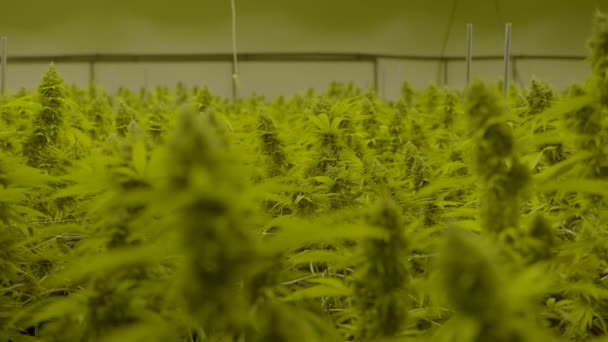 Dolly Out Cannabis Plants Professional Legal Nursery — Wideo stockowe