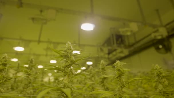 保育園で成長している大麻植物の低角度ドリー — ストック動画