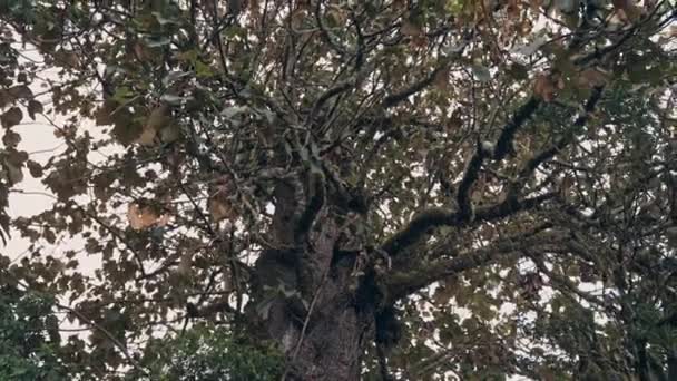 Όμορφο Παλιό Δέντρο Μεγάλα Κλαδιά Στη Γουατεμάλα Φορητή Άποψη — Αρχείο Βίντεο
