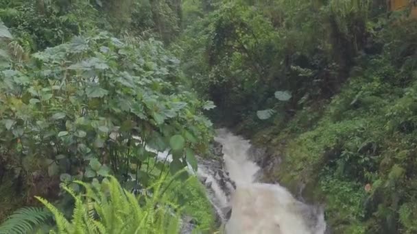 Strom Dschungel Kolumbiens — Stockvideo