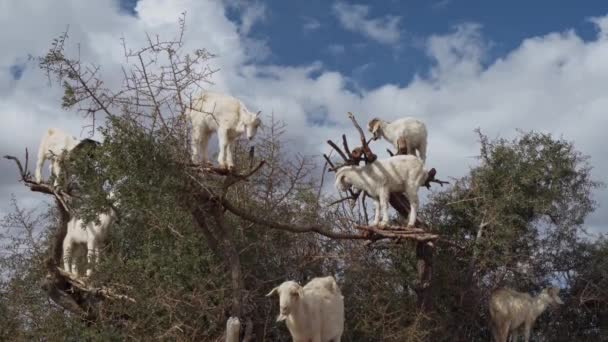 Group Tree Goats Standing Tree Branches Morocco Handheld View — Stockvideo