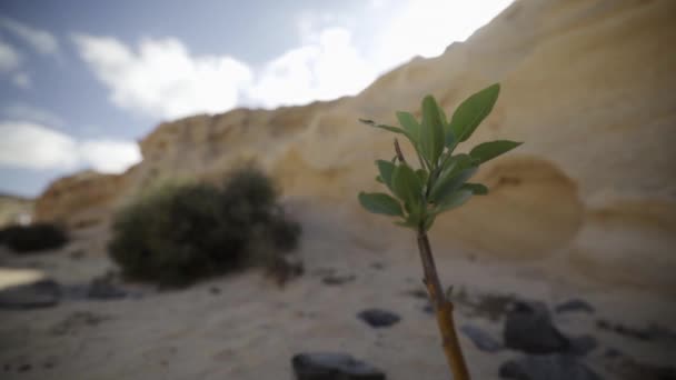 Fox Tail Agave Attenuata Flora Species Fuerteventura Spanyolország — Stock videók