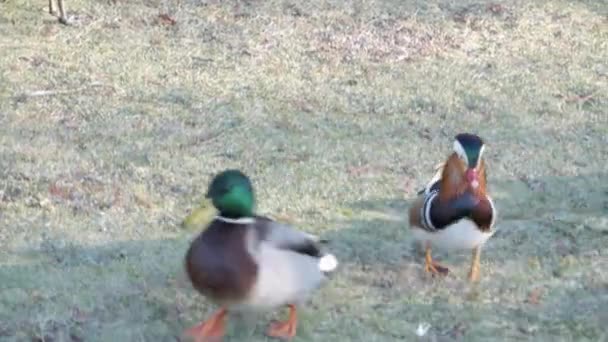 一群不同品种的鸭和水鸟在公园的池塘里跑来跑去 他们中的许多人跑过去了 有些拍打翅膀是为了抖掉羽毛上的水分 阳光灿烂 — 图库视频影像