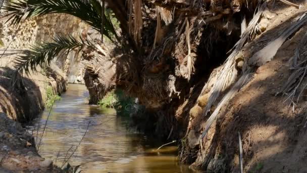 Small Creek Water Flowing Tropical Climate Countryside Palm Boughs — Wideo stockowe