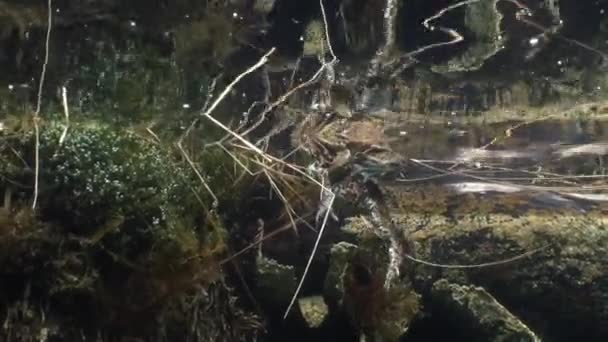 Coppia Comune Rospi Bufo Bufo Amplesso Sta Nuotando Vicino Alla — Video Stock