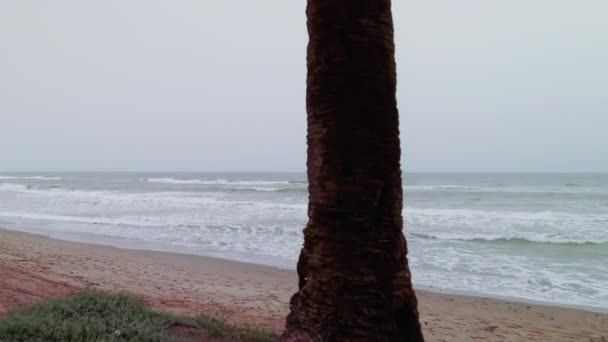 Drone Moving Palm Trees Rotating Left Shoreline — Stok video