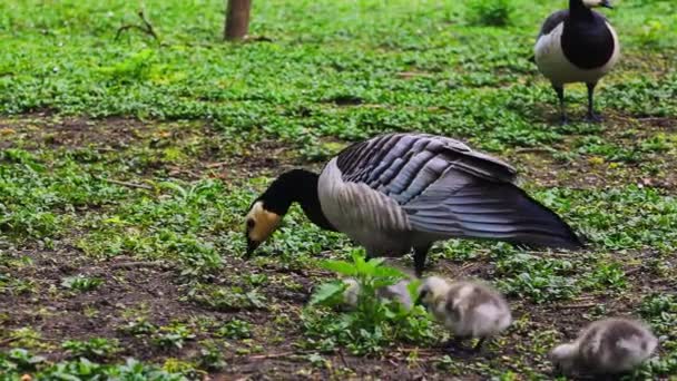 Female Duck Her Ducklings Searching Food Grassy Land — Stock video