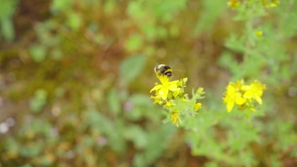 Bee Flying Lysimachia Nummularia Flower Collect Pollen Close Slow Motion — Stock video