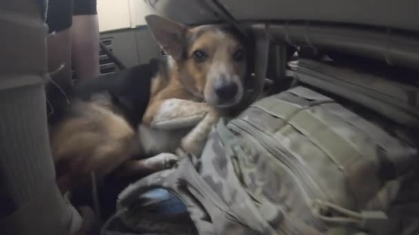 Сумний Собака Терпляче Прихилився Під Сидінням Літака Коли Літак Злітає — стокове відео