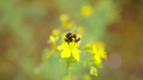 Bee Flying Lysimachia Nummularia Flower Collect Pollen Close — Stockvideo