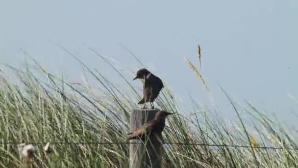 Two Common Starling Birds Sitting Wooden Pole Front High Grass — стоковое видео