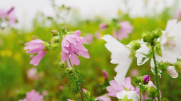 Rack Focus View White Pink Wildflowers Meadow — Wideo stockowe