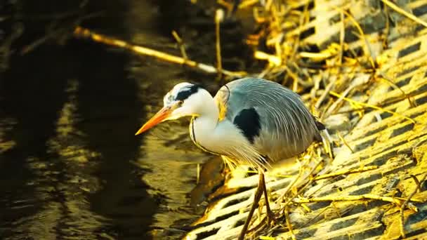 Majestic View Grey Heron Walking River Channel Full Shot Day — Stock videók