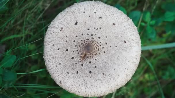 Mirando Hacia Abajo Plano Encabezado Blanco Hongo Tripofobia Textura — Vídeos de Stock