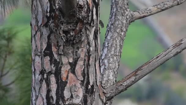 Textura Closeup Kmene Stromu Přírodní Hnědá Kůra Dřeva — Stock video