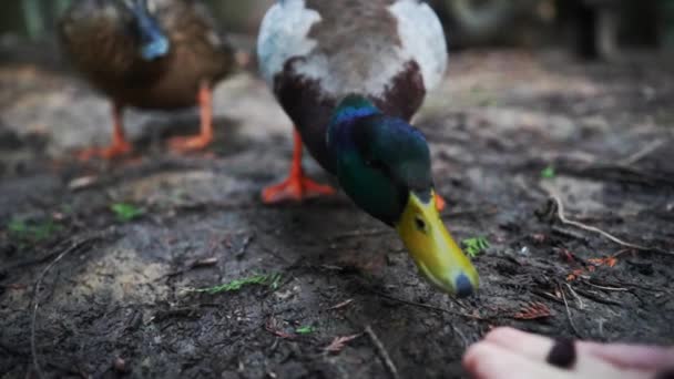 Mallard Duck Feeding Human Hand Close Low Angle Slow Motion — Vídeos de Stock
