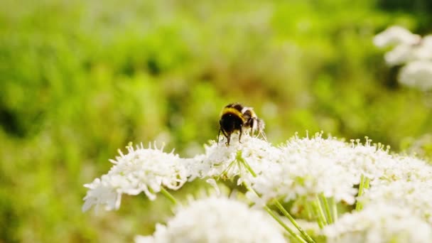 Bumblebee Fiore Impollinazione Ambiente Naturale Colorato Macro Vicino — Video Stock