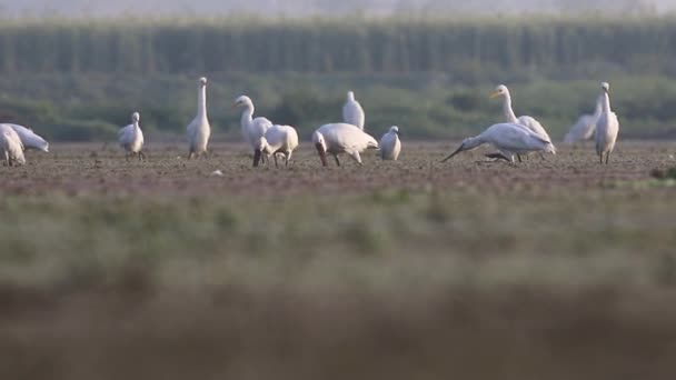 Wild Eurasian Spoonbill Πουλιά Τρέφονται Ένα Υδάτινο Περιβάλλον — Αρχείο Βίντεο